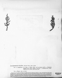 Lophodermium pinastri image